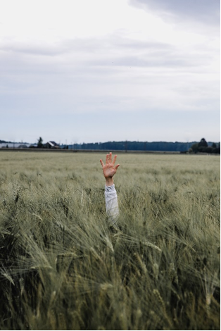 Hand In a Field of Grass